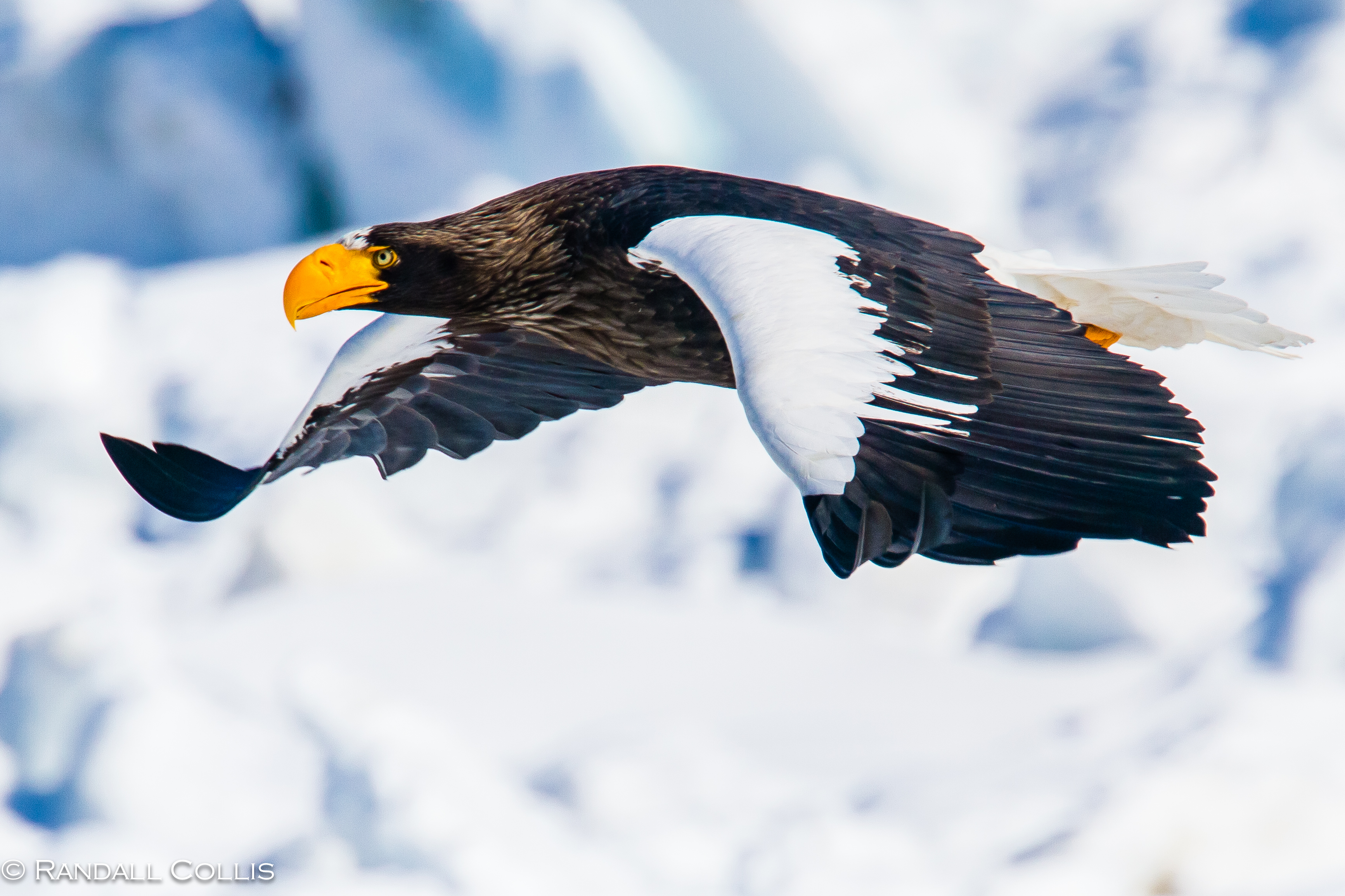 Steller's Sea Eagle High Quality Background on Wallpapers Vista