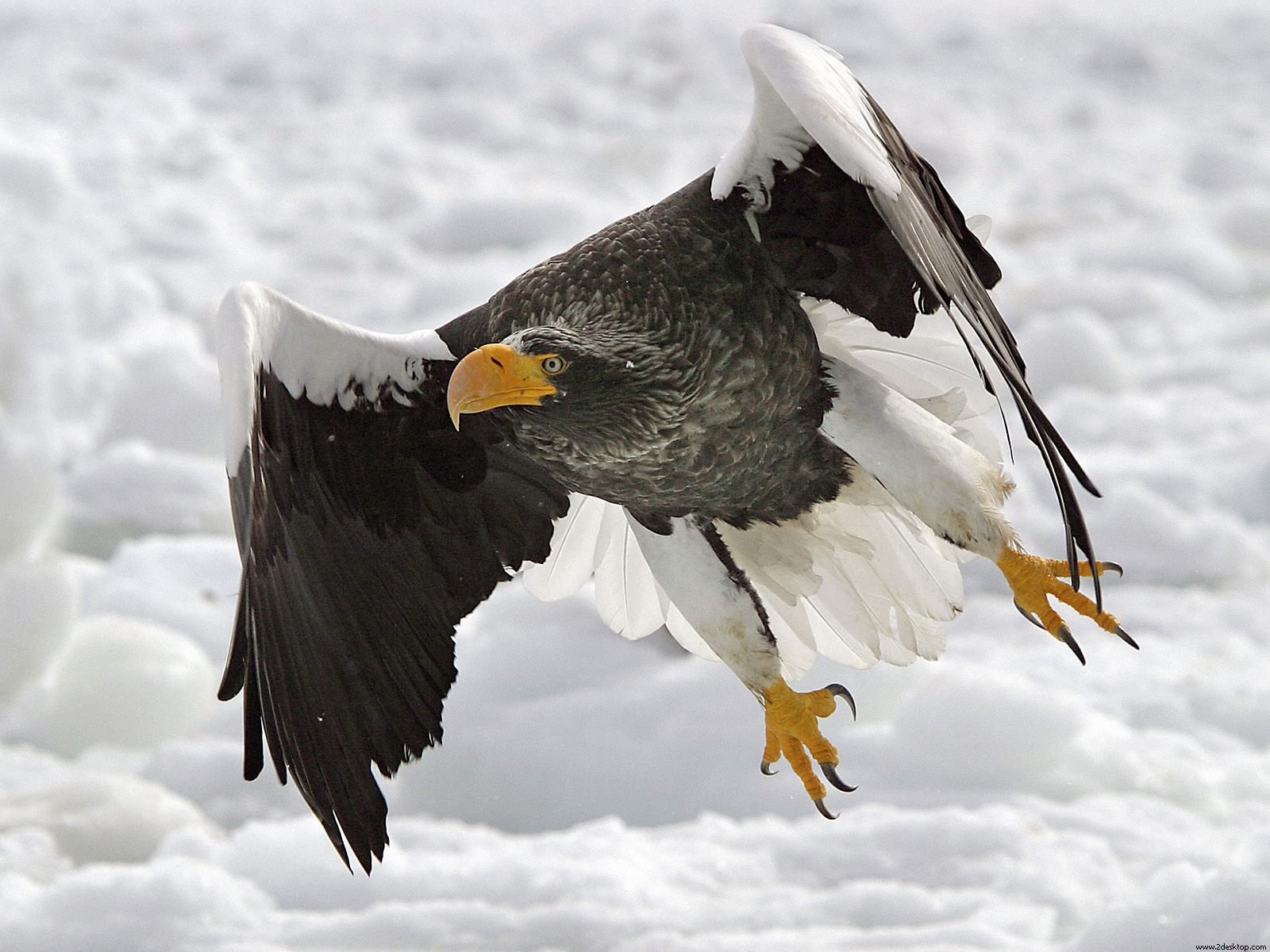 Steller's Sea Eagle Pics, Animal Collection
