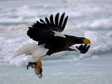 HD Quality Wallpaper | Collection: Animal, 220x165 Steller's Sea Eagle
