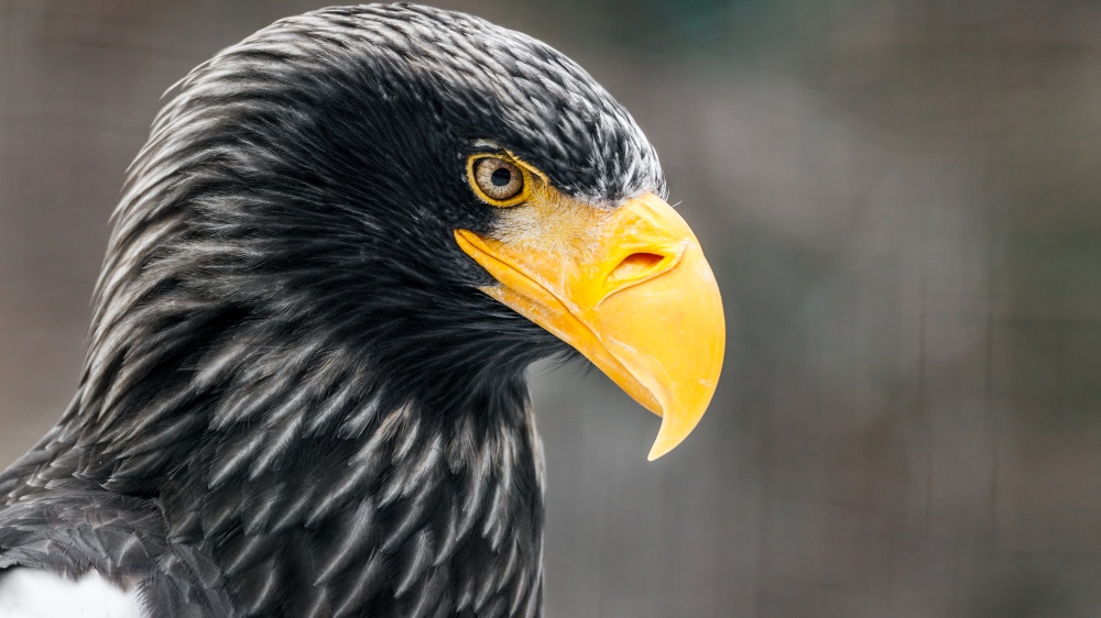 HD Quality Wallpaper | Collection: Animal, 1000x562 Steller's Sea Eagle