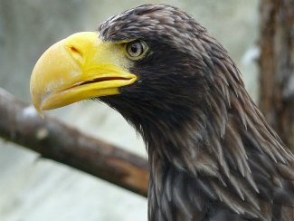 Nice wallpapers Steller's Sea Eagle 325x244px