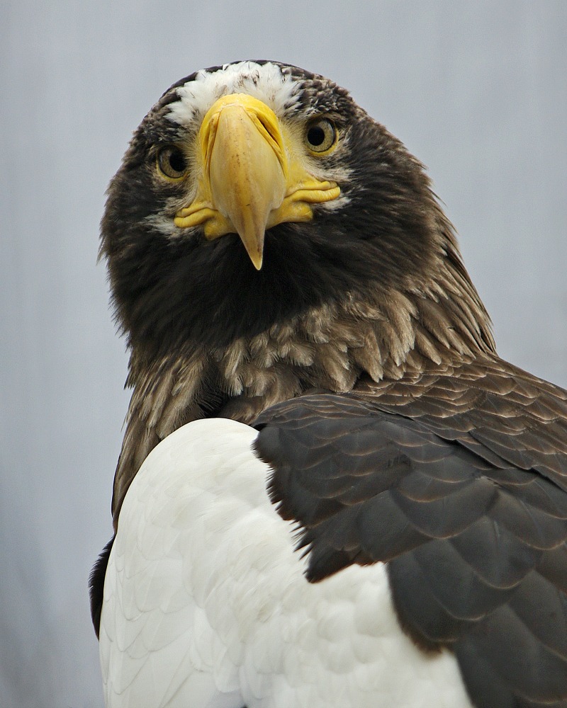 Steller's Sea Eagle High Quality Background on Wallpapers Vista