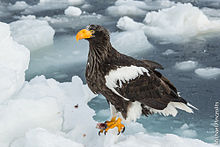 Images of Steller's Sea Eagle | 220x147