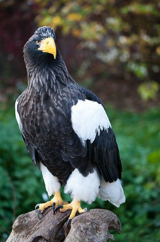 Images of Steller's Sea Eagle | 325x489