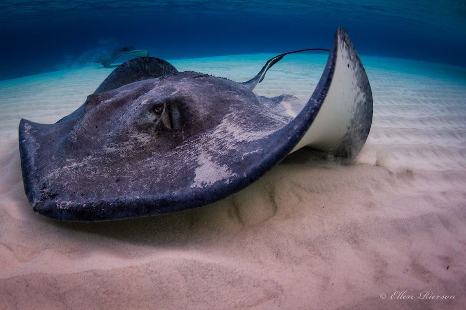 Amazing Stingray Pictures & Backgrounds