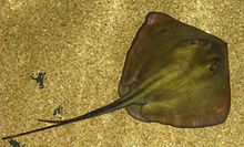 Amazing Stingray Pictures & Backgrounds