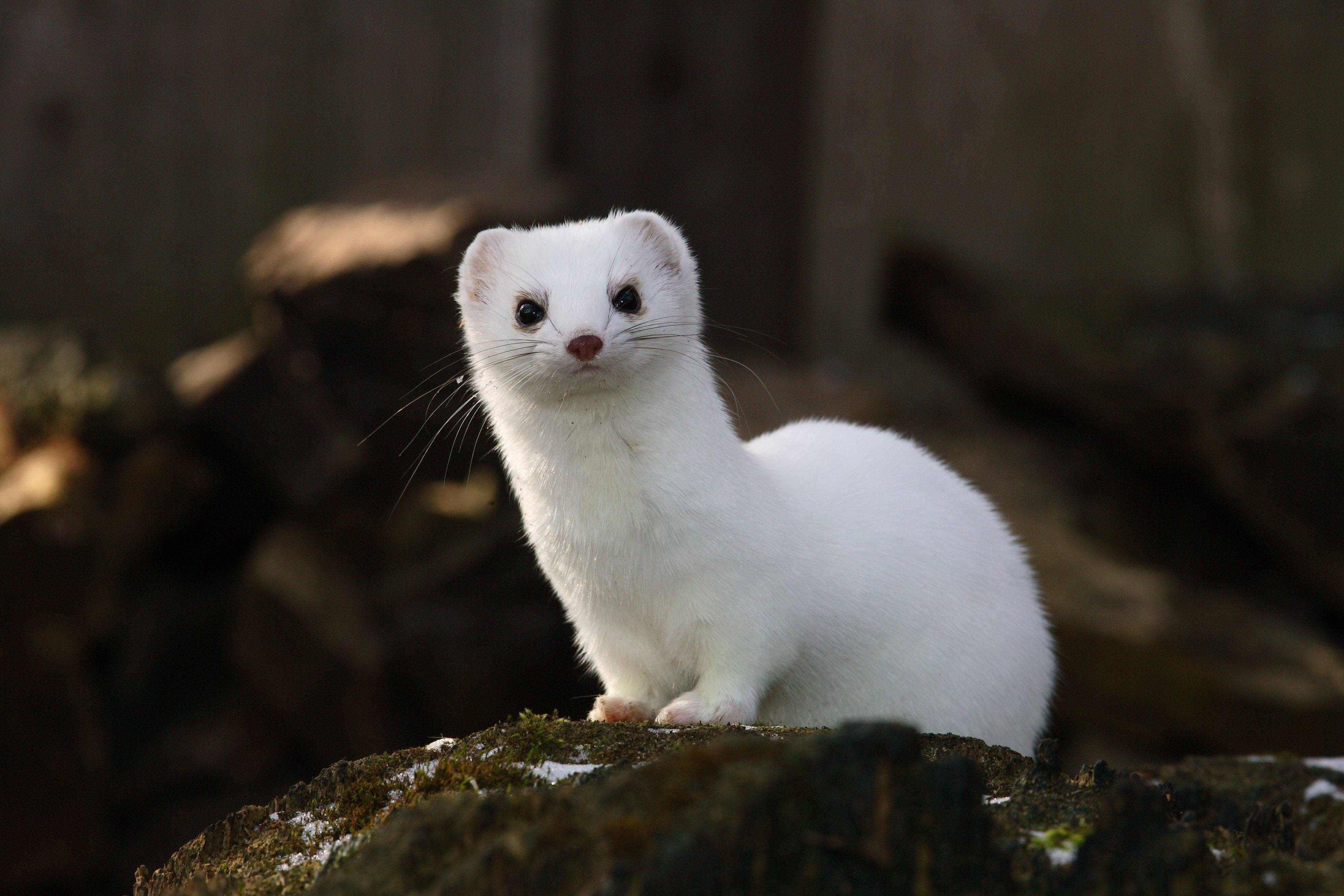 Stoat High Quality Background on Wallpapers Vista