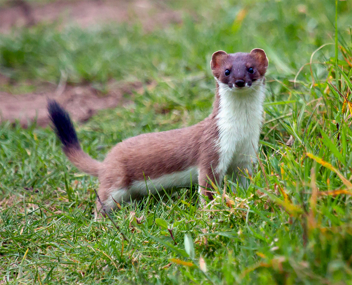 Nice Images Collection: Stoat Desktop Wallpapers