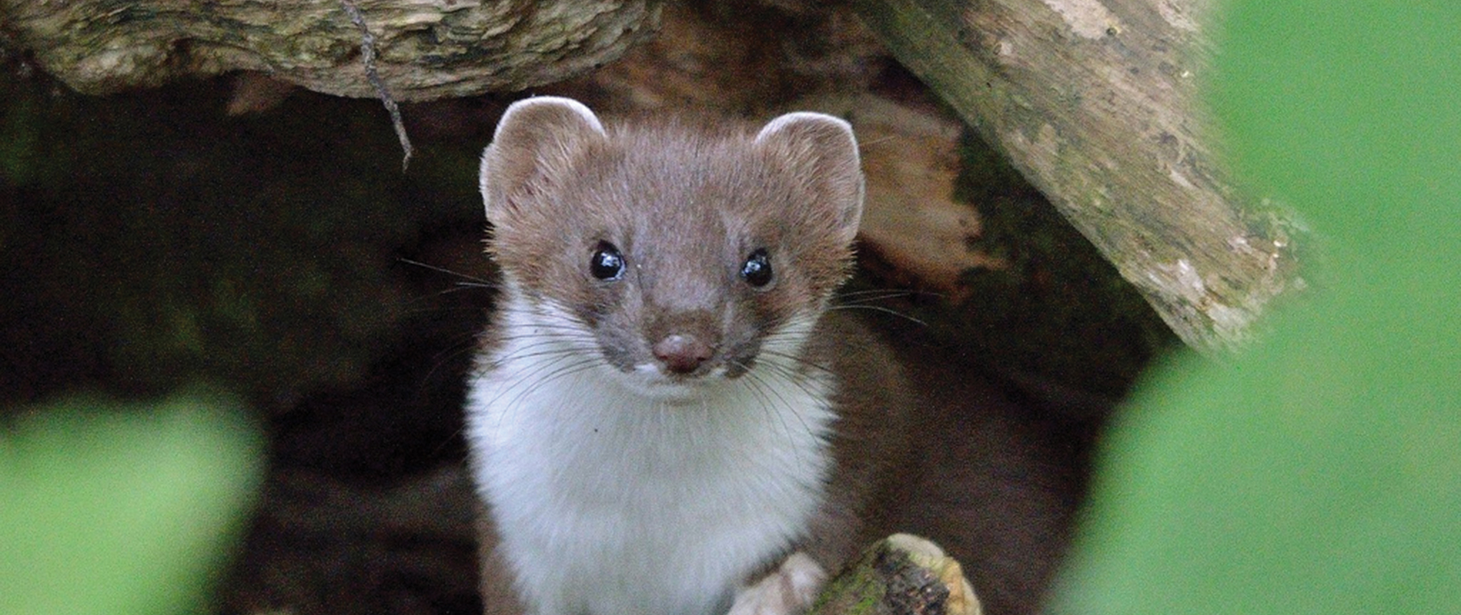 HD Quality Wallpaper | Collection: Animal, 2953x1243 Stoat