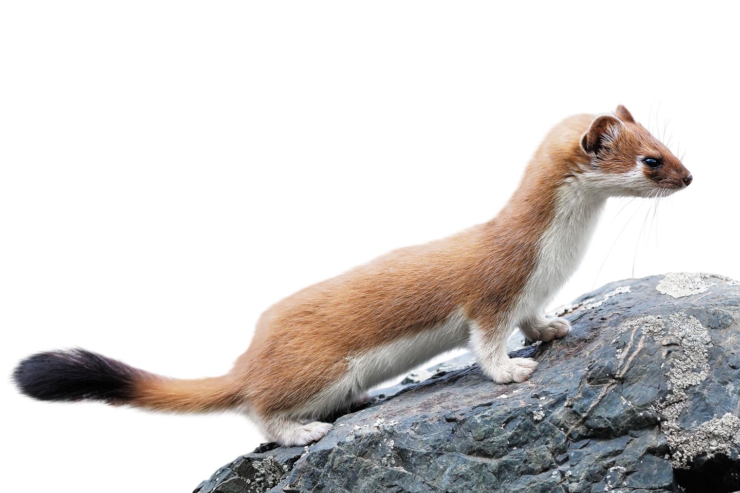 Stoat Backgrounds on Wallpapers Vista