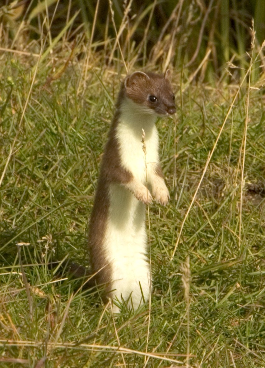 Images of Stoat | 852x1185