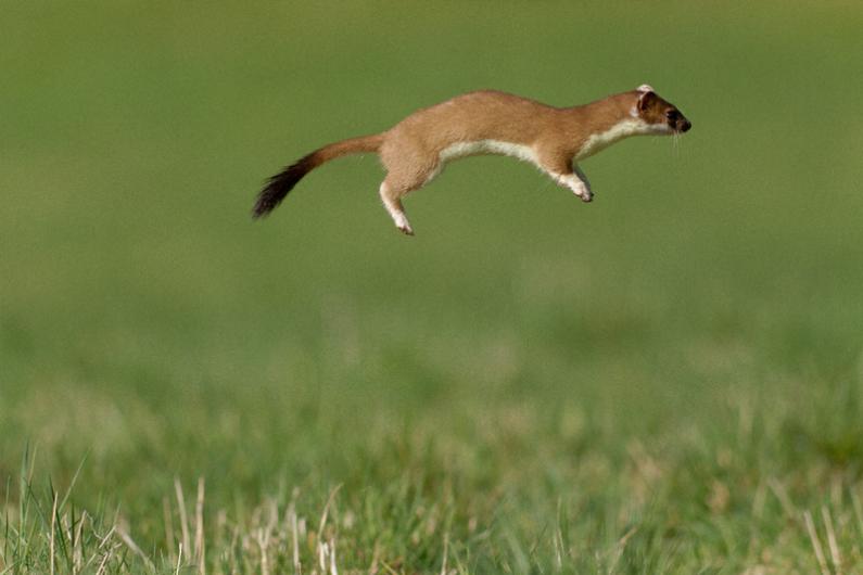 Images of Stoat | 795x530