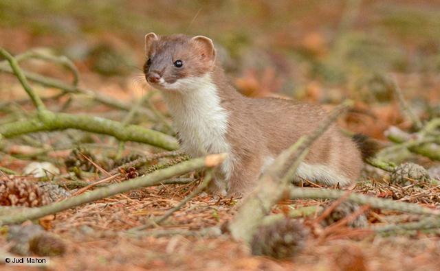 Stoat Backgrounds, Compatible - PC, Mobile, Gadgets| 640x395 px