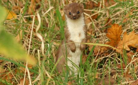 Images of Stoat | 462x285