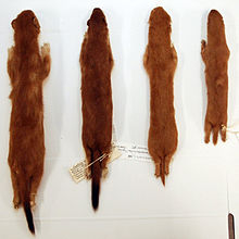 Stoat Pics, Animal Collection