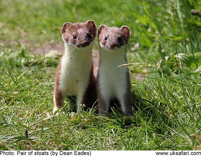 Images of Stoat | 400x311