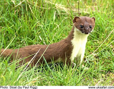 Amazing Stoat Pictures & Backgrounds