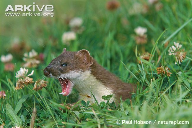 HQ Stoat Wallpapers | File 63.22Kb