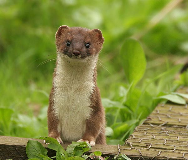 Stoat Backgrounds, Compatible - PC, Mobile, Gadgets| 600x509 px