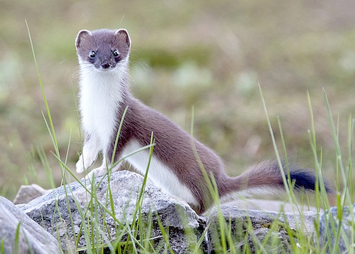 Stoat Pics, Animal Collection