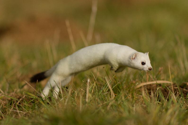 HQ Stoat Wallpapers | File 37.78Kb