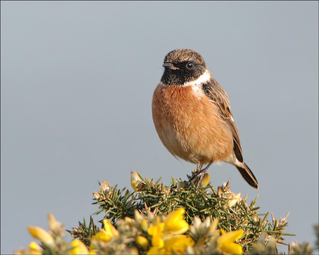 HQ Stonechat Wallpapers | File 83.87Kb