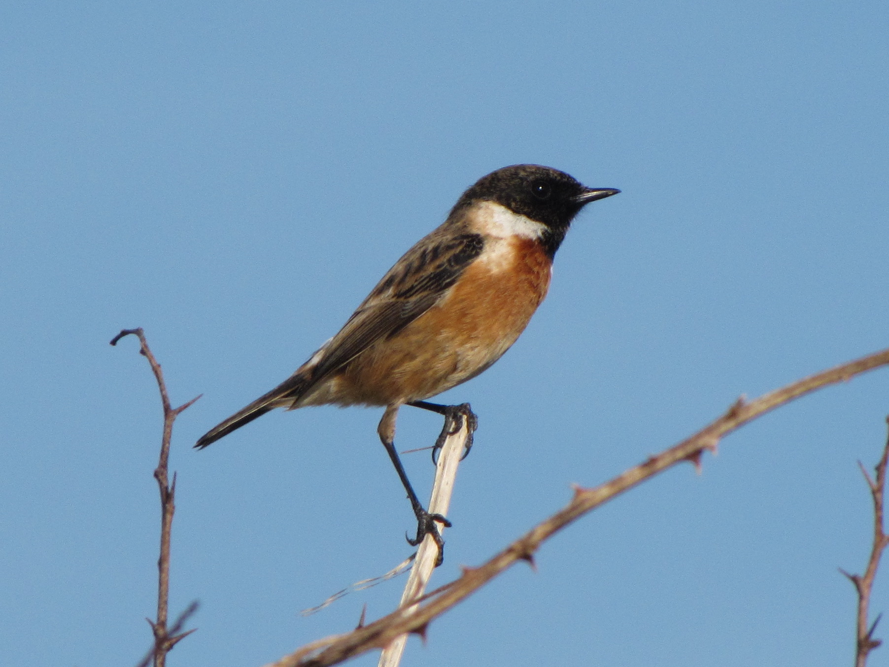 HD Quality Wallpaper | Collection: Animal, 1804x1353 Stonechat