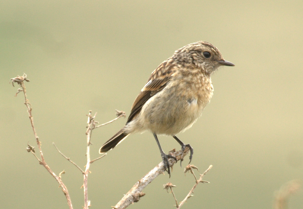 Stonechat High Quality Background on Wallpapers Vista