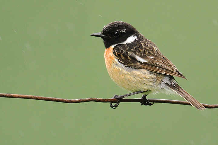 Nice wallpapers Stonechat 720x480px