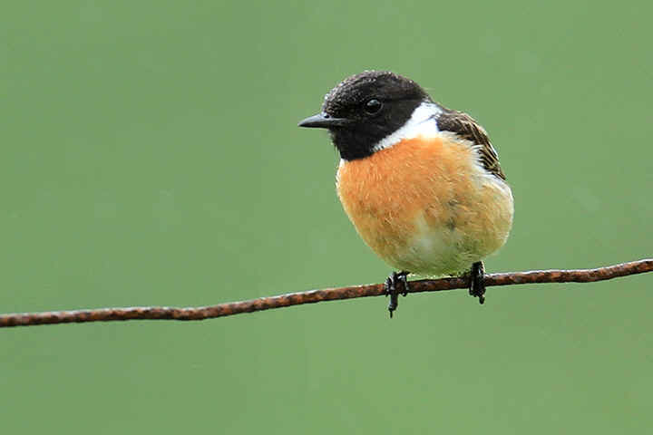Nice wallpapers Stonechat 720x480px
