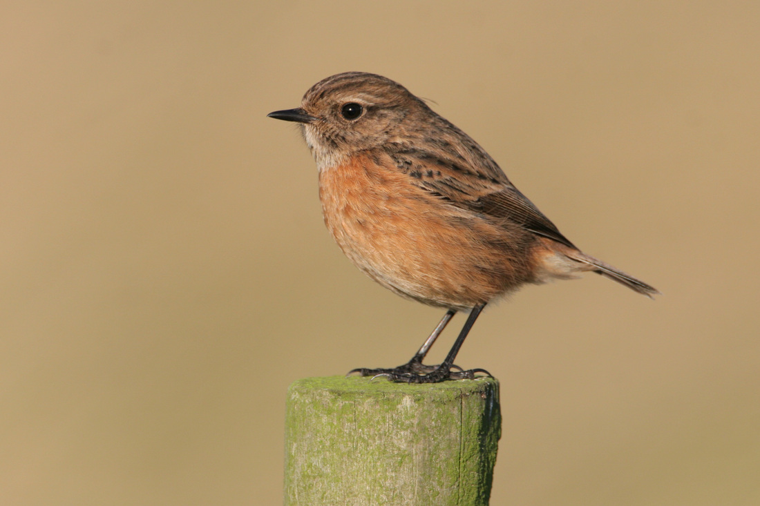 Nice wallpapers Stonechat 1100x733px
