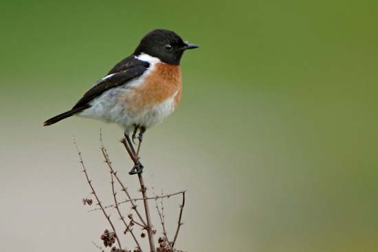 550x366 > Stonechat Wallpapers