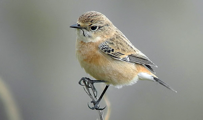 680x403 > Stonechat Wallpapers