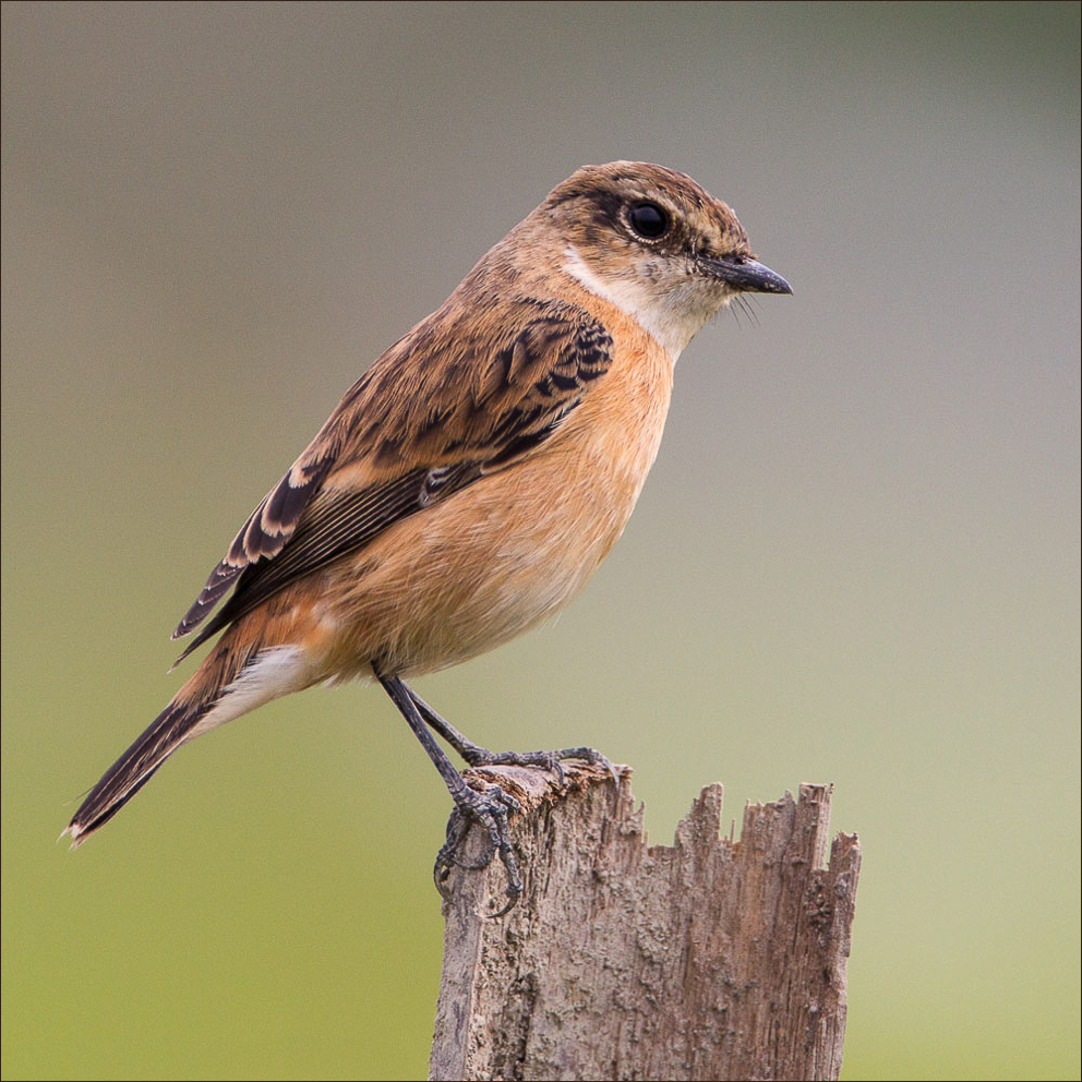 Nice Images Collection: Stonechat Desktop Wallpapers