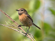 Nice wallpapers Stonechat 220x165px