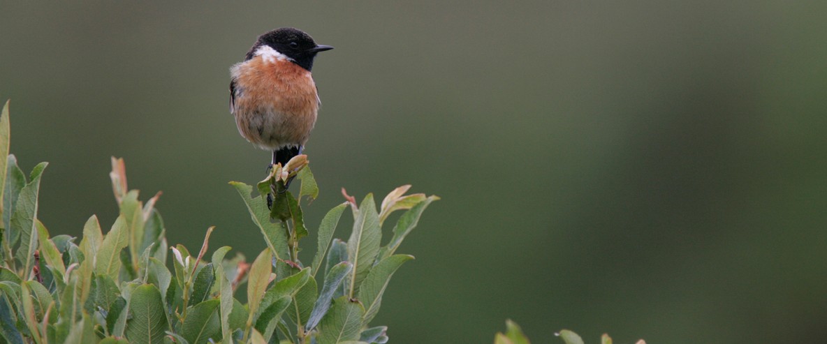 Nice wallpapers Stonechat 1184x493px
