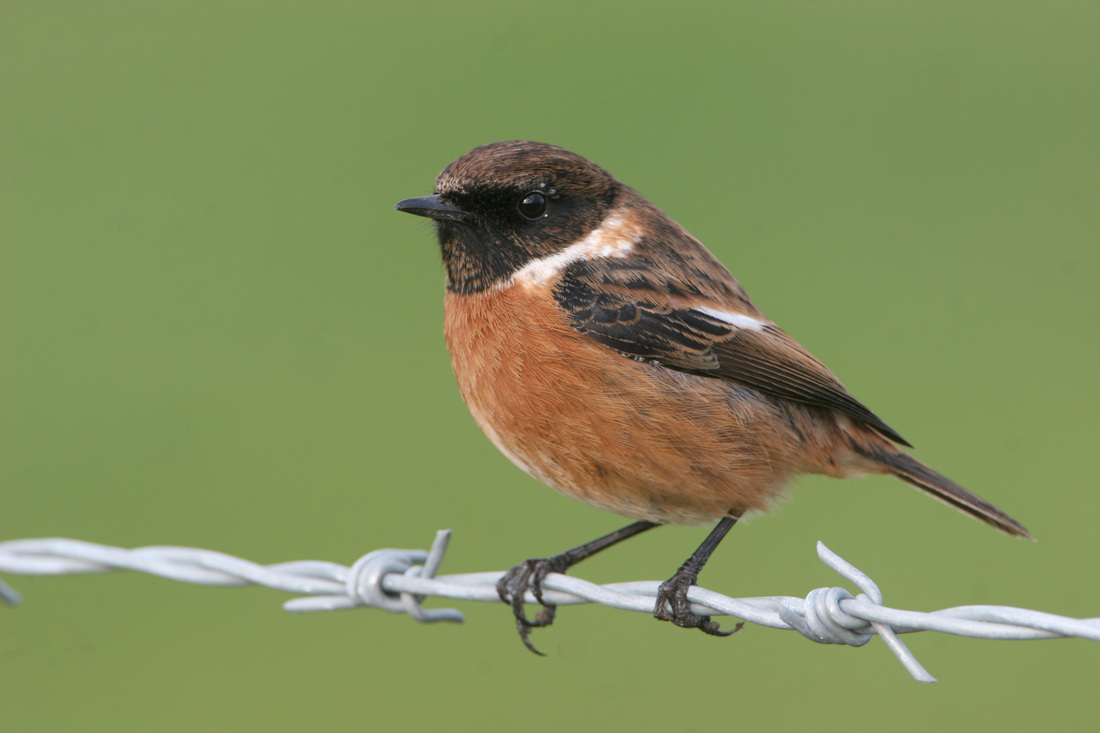 Stonechat High Quality Background on Wallpapers Vista