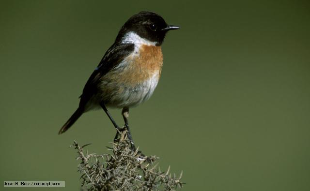 HD Quality Wallpaper | Collection: Animal, 640x395 Stonechat