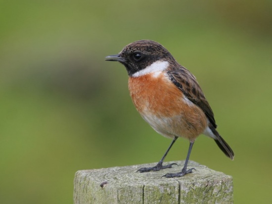 Amazing Stonechat Pictures & Backgrounds