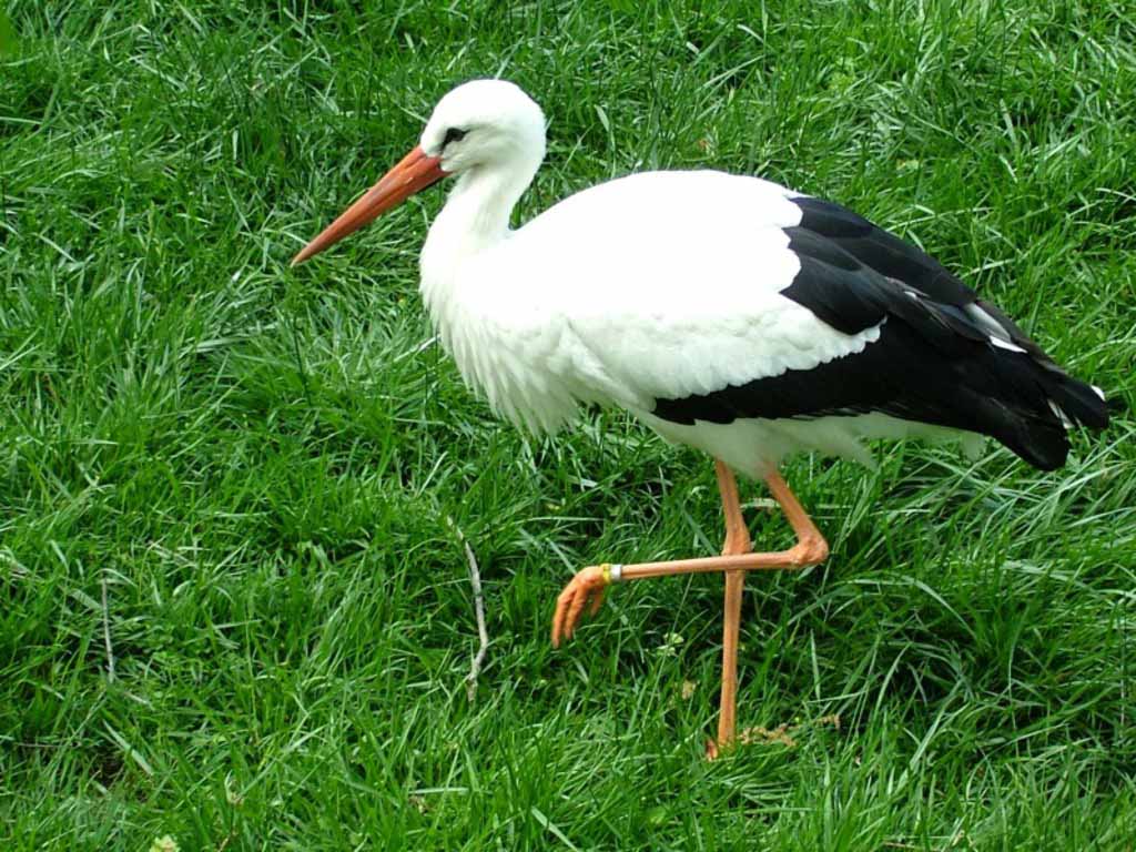 Nice wallpapers Stork 1024x768px