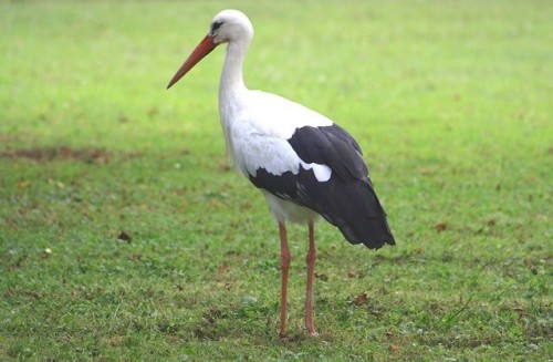 Images of Stork | 500x327