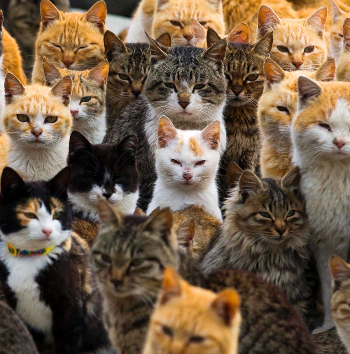 1200x1215 > Stray Cat Overrun! Wallpapers