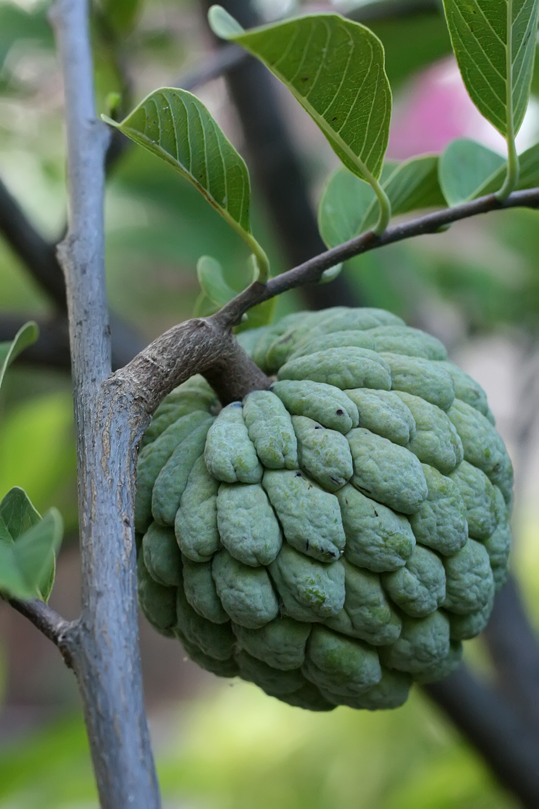 Sugar Apple High Quality Background on Wallpapers Vista