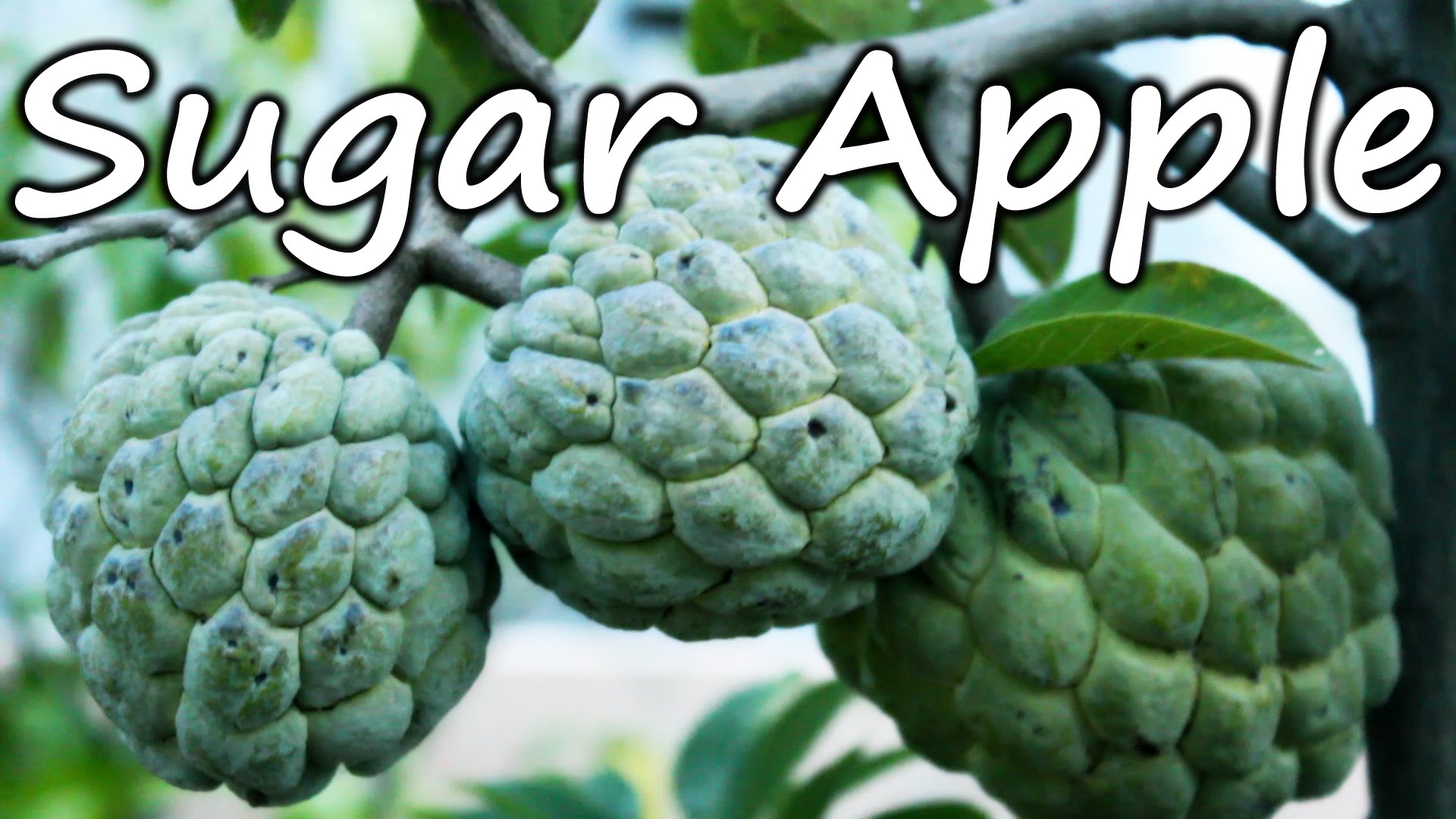 HD Quality Wallpaper | Collection: Food, 1920x1080 Sugar Apple