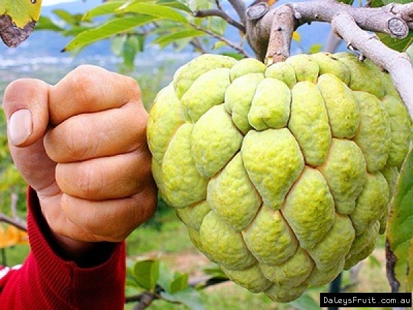Sugar Apple In Malay - When very ripe, the bumps will come off easily