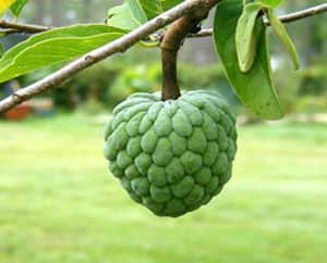 Sugar Apple High Quality Background on Wallpapers Vista