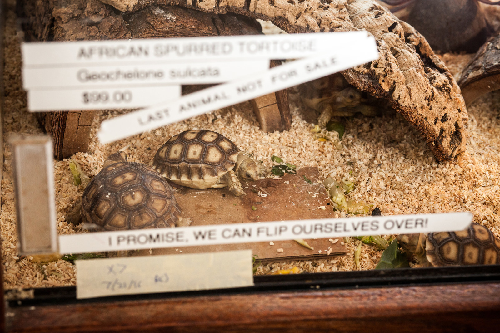 Sulcata Tortoise Backgrounds on Wallpapers Vista