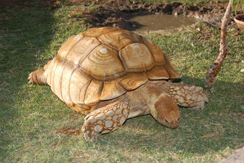 Sulcata Tortoise High Quality Background on Wallpapers Vista