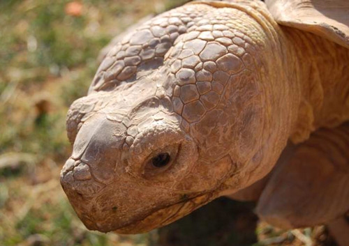 Amazing Sulcata Tortoise Pictures & Backgrounds