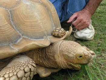 Amazing Sulcata Tortoise Pictures & Backgrounds